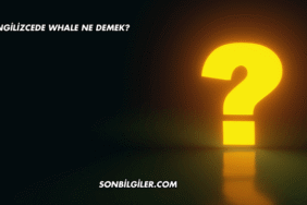 İngilizcede Whale Ne Demek?